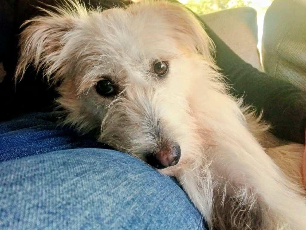 Enlarge Hanny, an adopted mixed breed in Raleigh, NC image 2/5