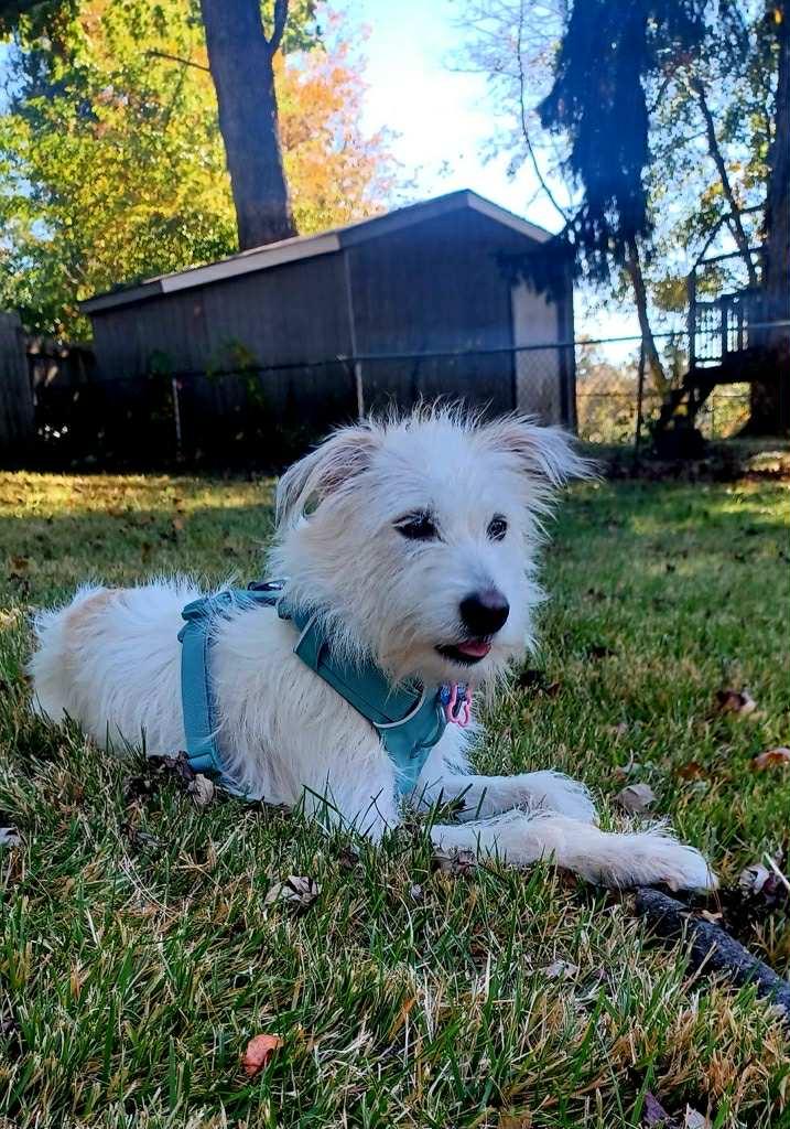 Enlarge Hanny, an adopted mixed breed in Raleigh, NC image 3/5