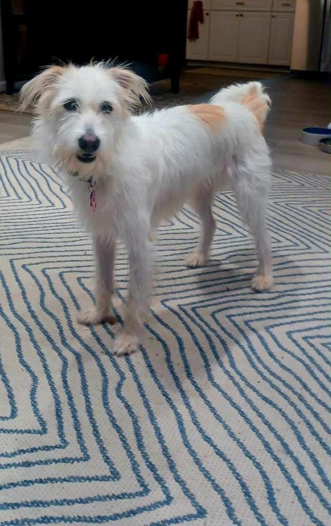 Enlarge Hanny, an adopted mixed breed in Raleigh, NC image 4/5