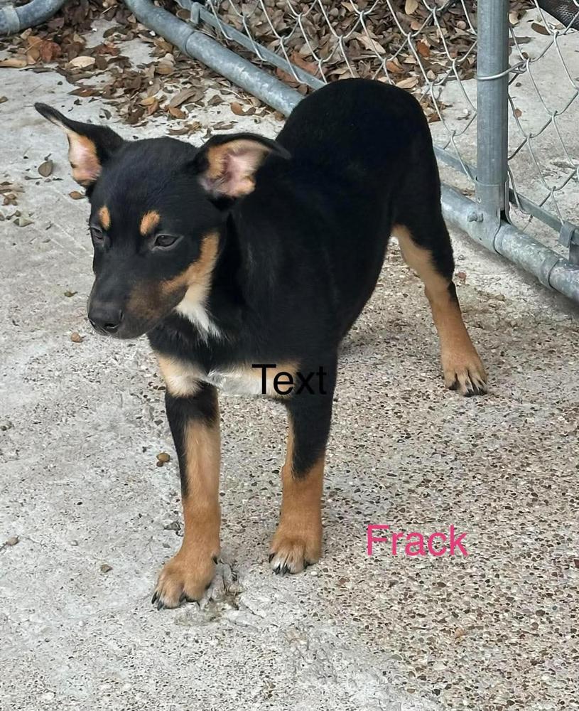 Frack, Adopted, Puppy Female Shepherd.