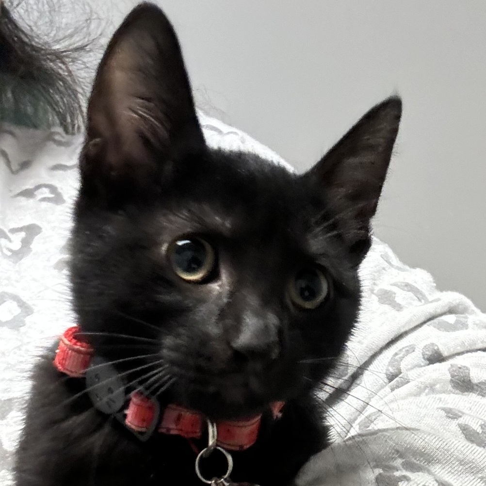 Cat for adoption Princess Leia, a Domestic Short Hair in Duluth, GA