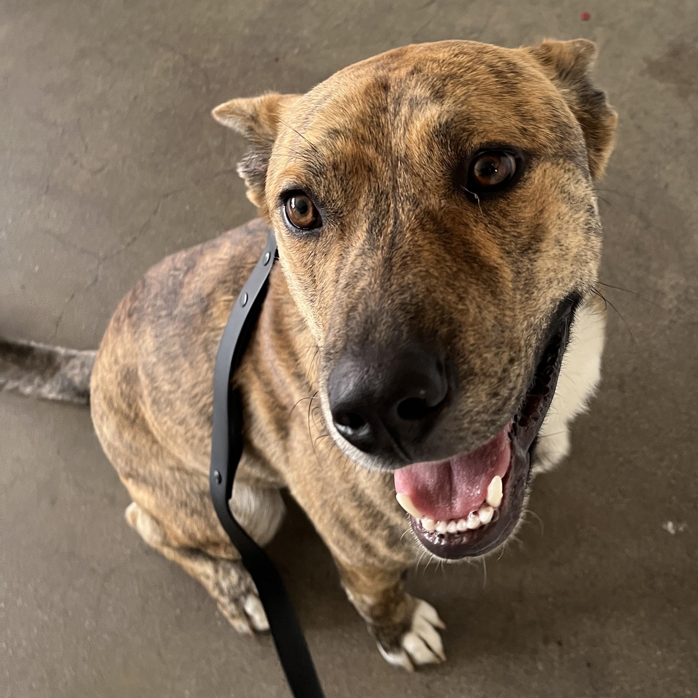 Skip, Adoptable, Young Male Mixed Breed.