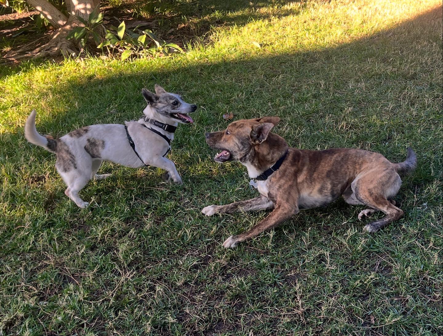 Enlarge Skip, a Adoptable mixed breed in Portland, OR image 2/6