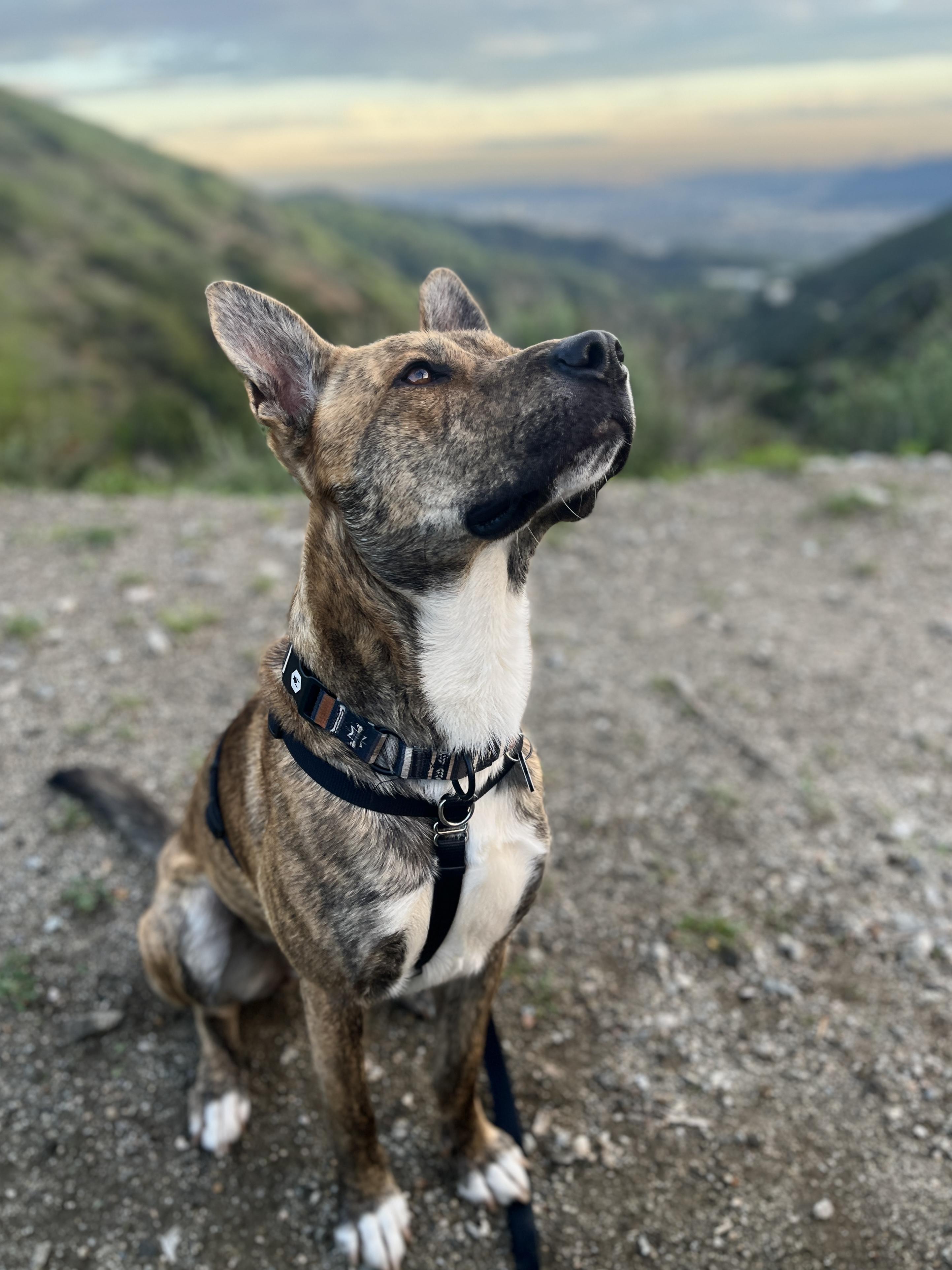 Enlarge Skip, a Adoptable mixed breed in Portland, OR image 6/6