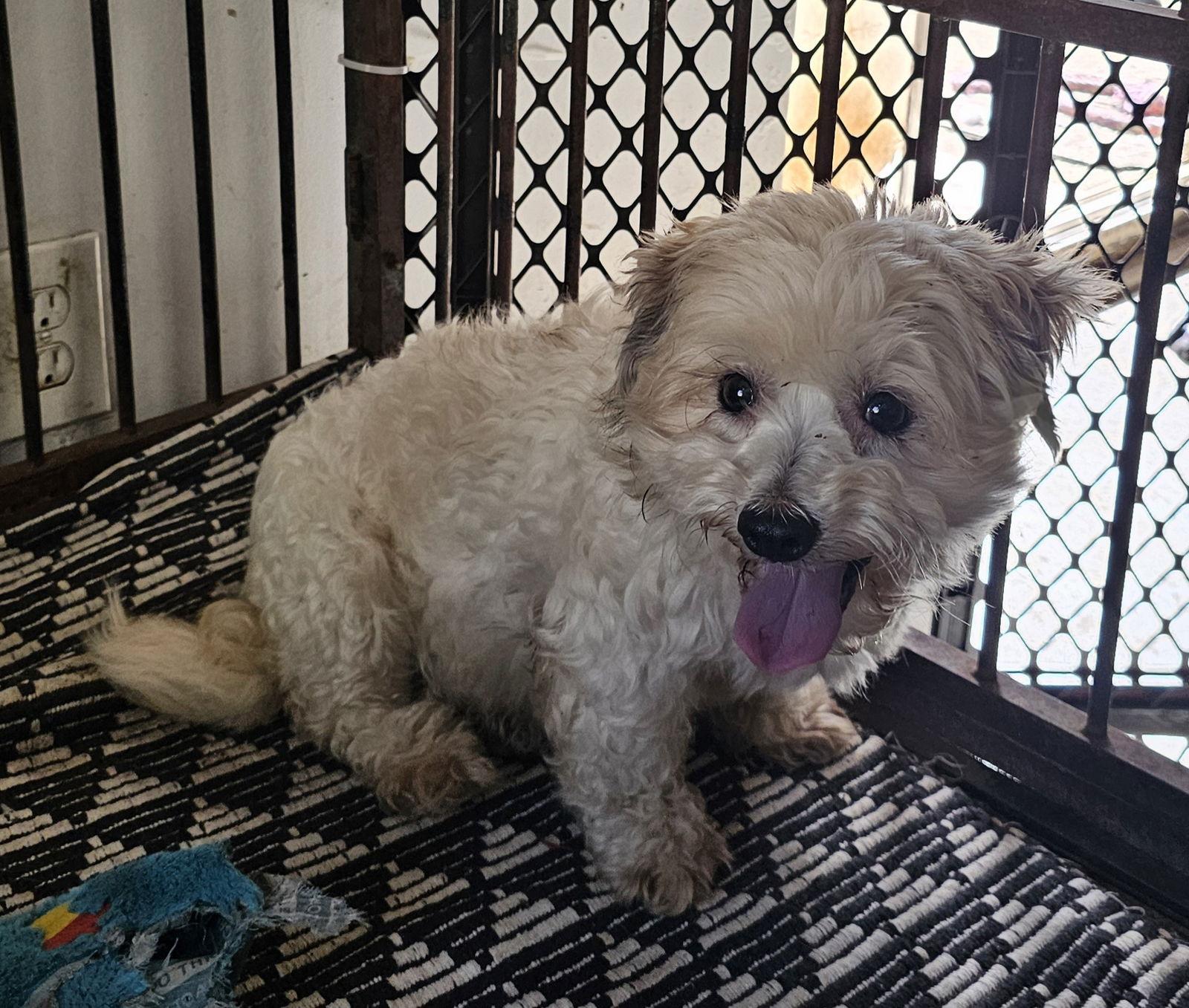 SANDERS, Adoptable, Adult Male Poodle & Maltese.