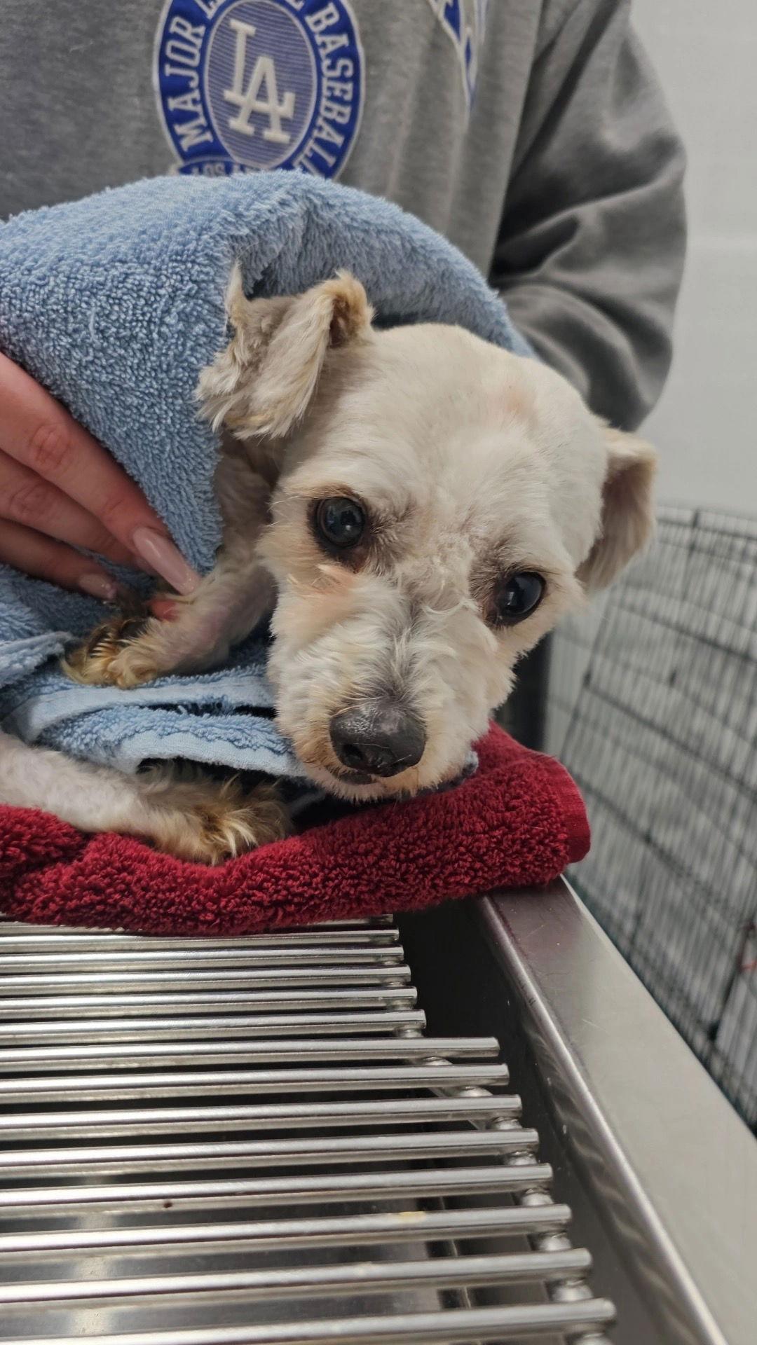 Enlarge SANDERS, a Adoptable mixed breed in Chico, CA image 3/3