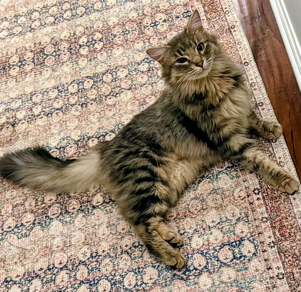 Enlarge Bella Rose, a Adoptable Domestic Long Hair in Shelbyville, KY image 1/5