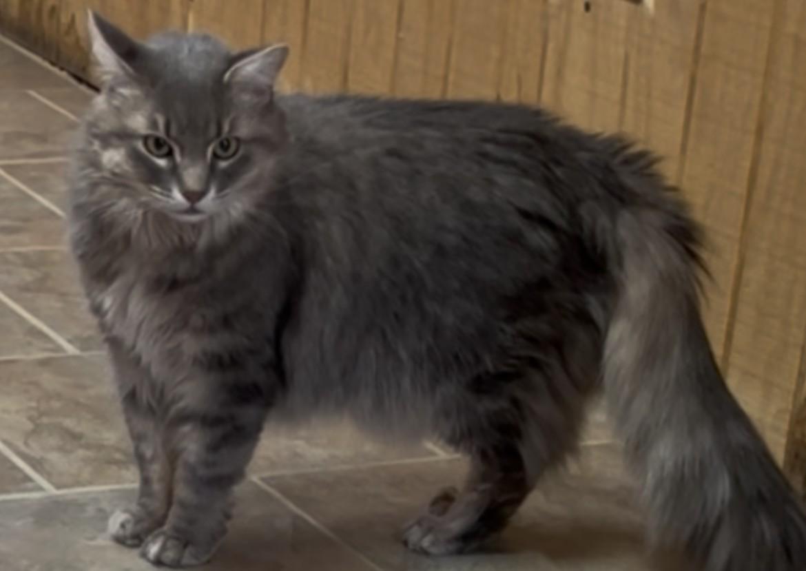 Enlarge Bella Rose, a Adoptable Domestic Long Hair in Shelbyville, KY image 2/5