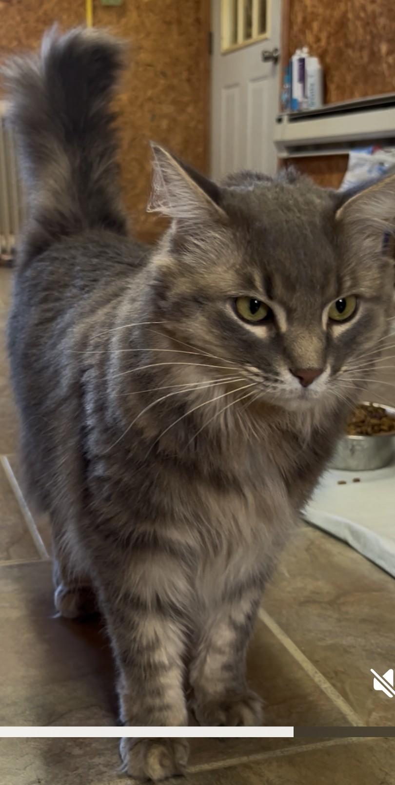 Enlarge Bella Rose, a Adoptable Domestic Long Hair in Shelbyville, KY image 3/5