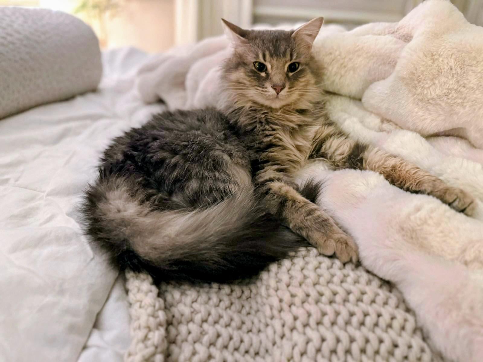 Enlarge Bella Rose, a Adoptable Domestic Long Hair in Shelbyville, KY image 4/5