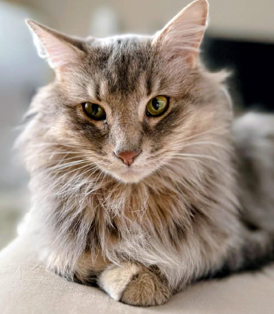 Enlarge Bella Rose, a Adoptable Domestic Long Hair in Shelbyville, KY image 5/5