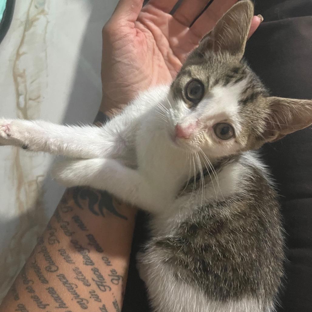 Lila, a Adoptable Domestic Short Hair in Lauderhill, FL image 1/6