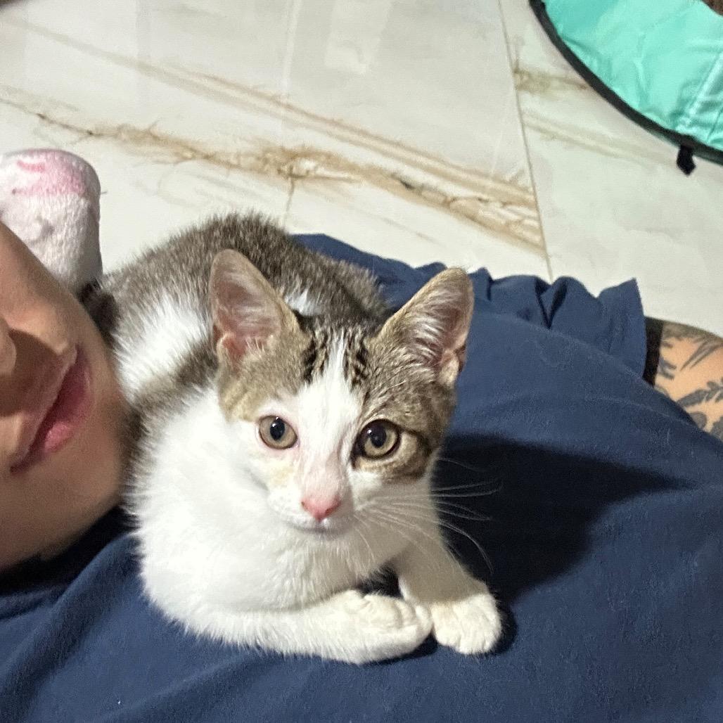 Lila, a Adoptable Domestic Short Hair in Lauderhill, FL image 2/6