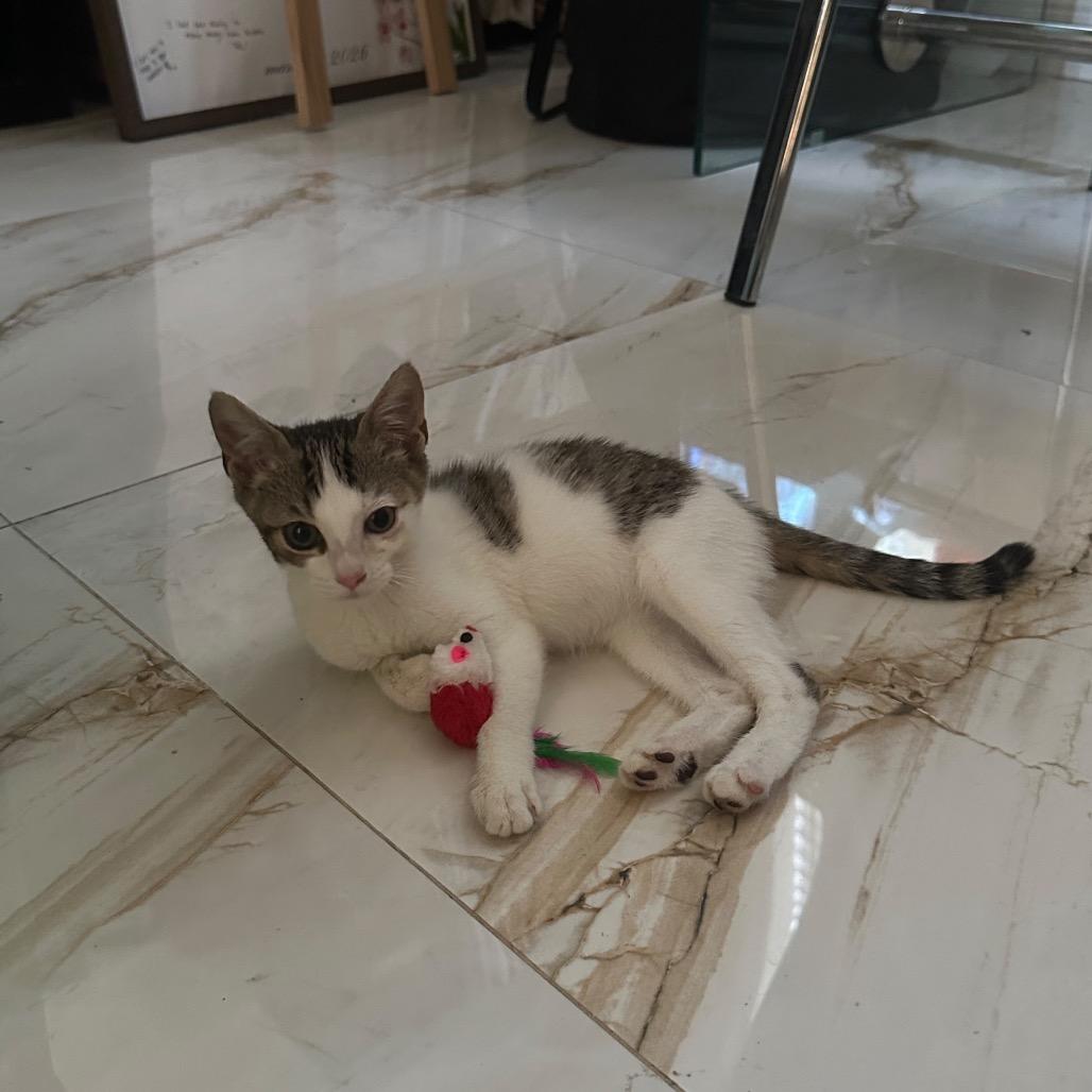 Lila, a Adoptable Domestic Short Hair in Lauderhill, FL image 3/6