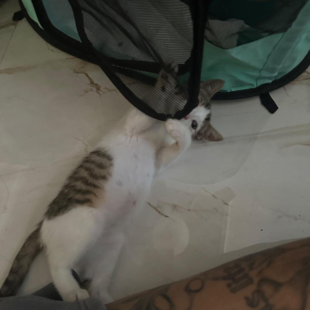 Lila, a Adoptable Domestic Short Hair in Lauderhill, FL image 4/6