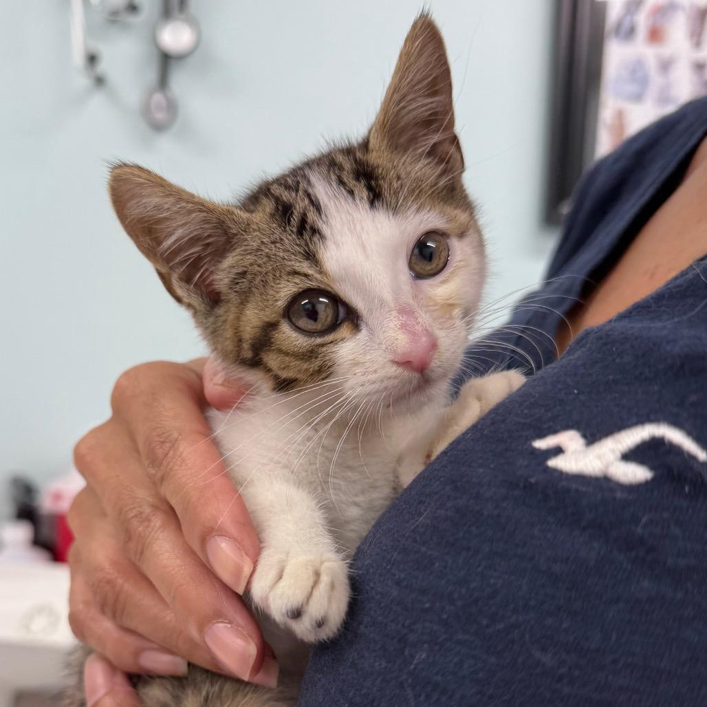 Lila, a Adoptable Domestic Short Hair in Lauderhill, FL image 5/6