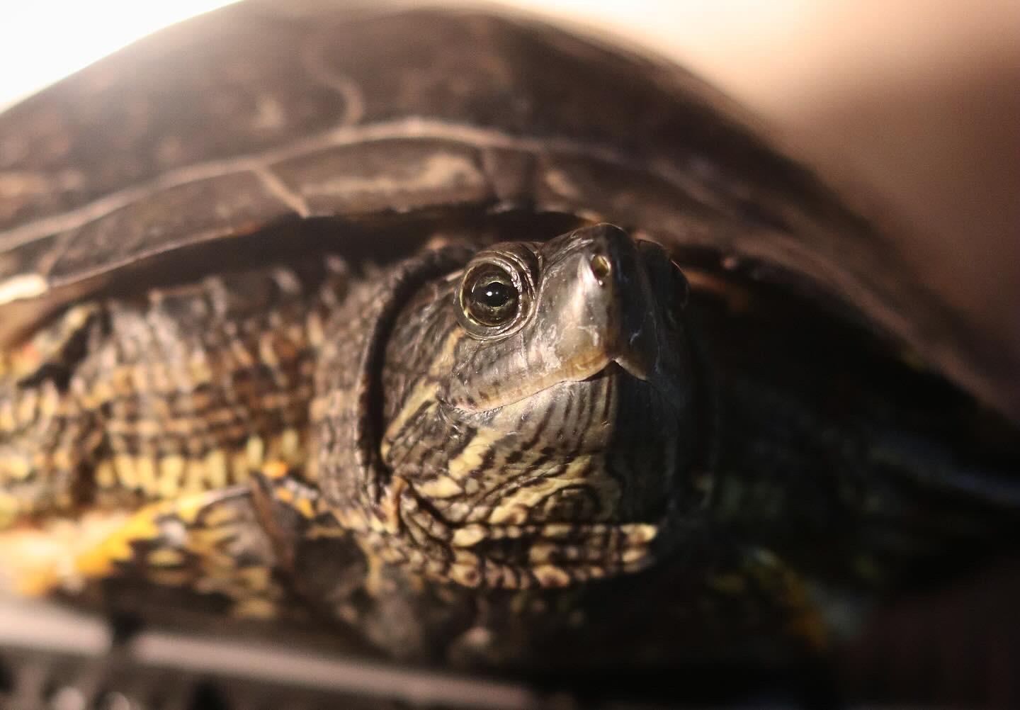 Enlarge Dinosaur, a Adopted Red-Eared Slider in West Hollywood, CA image 3/5
