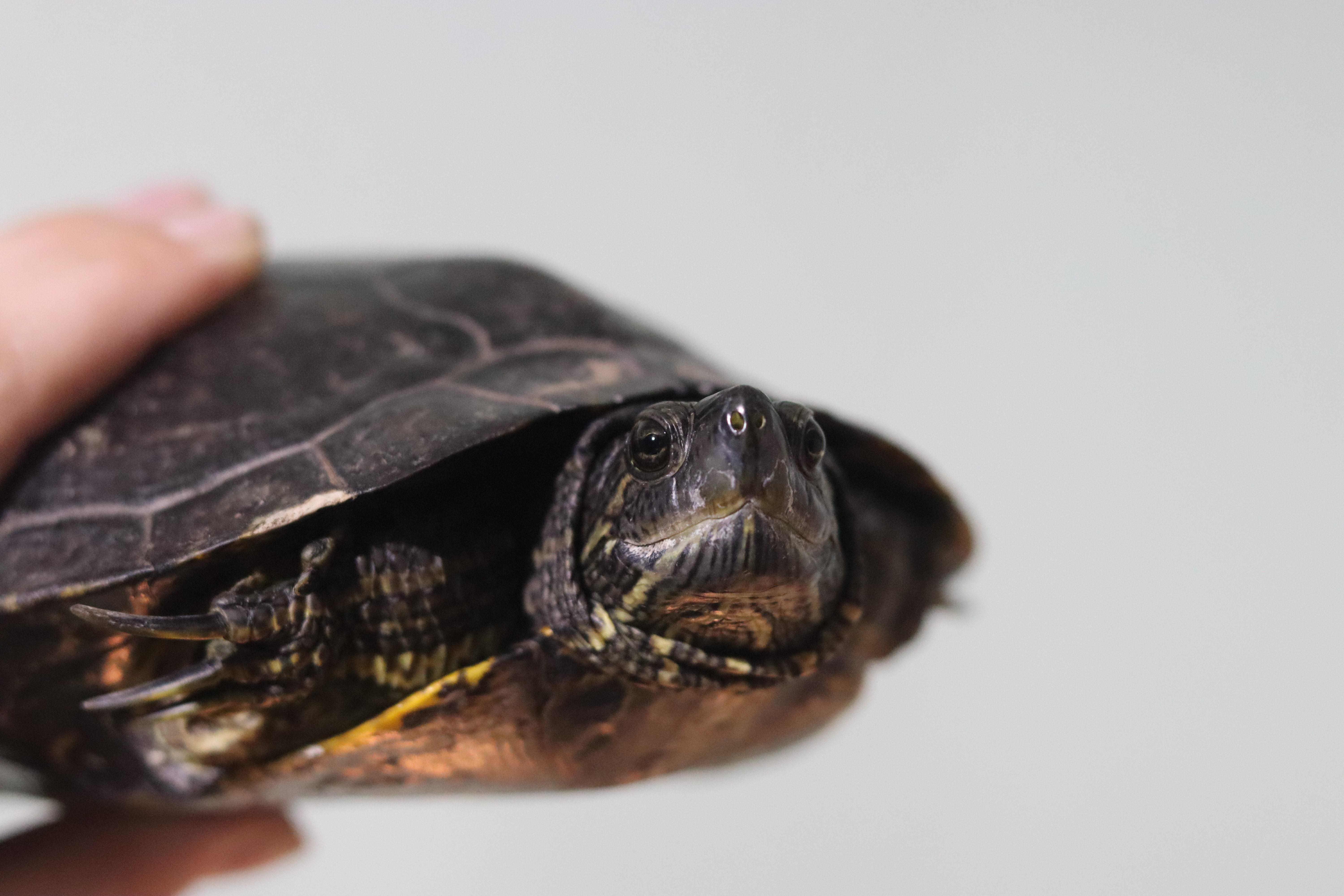 Enlarge Dinosaur, a Adopted Red-Eared Slider in West Hollywood, CA image 1/5