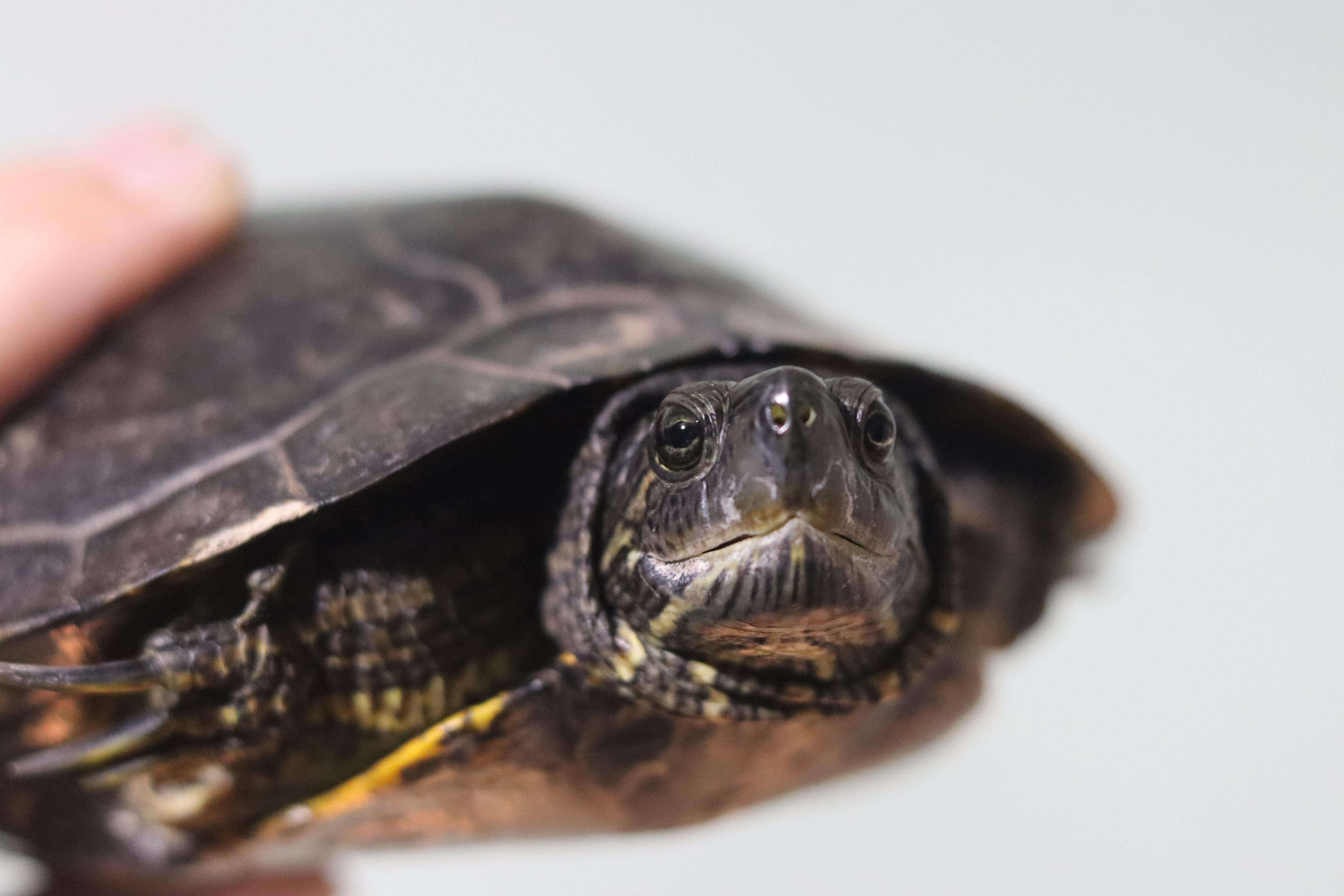 Enlarge Dinosaur, a Adopted Red-Eared Slider in West Hollywood, CA image 5/5