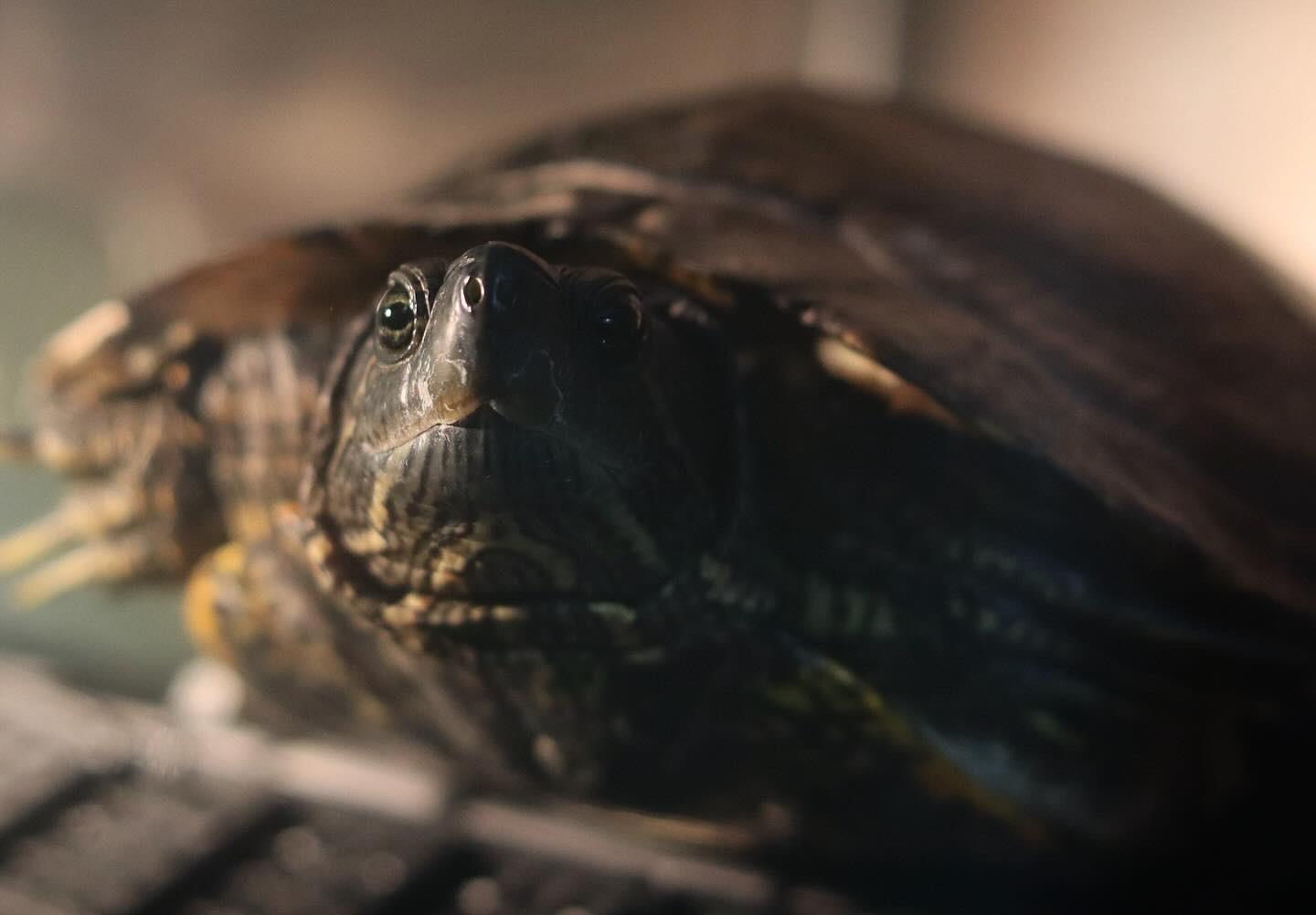 Enlarge Dinosaur, a Adopted Red-Eared Slider in West Hollywood, CA image 4/5