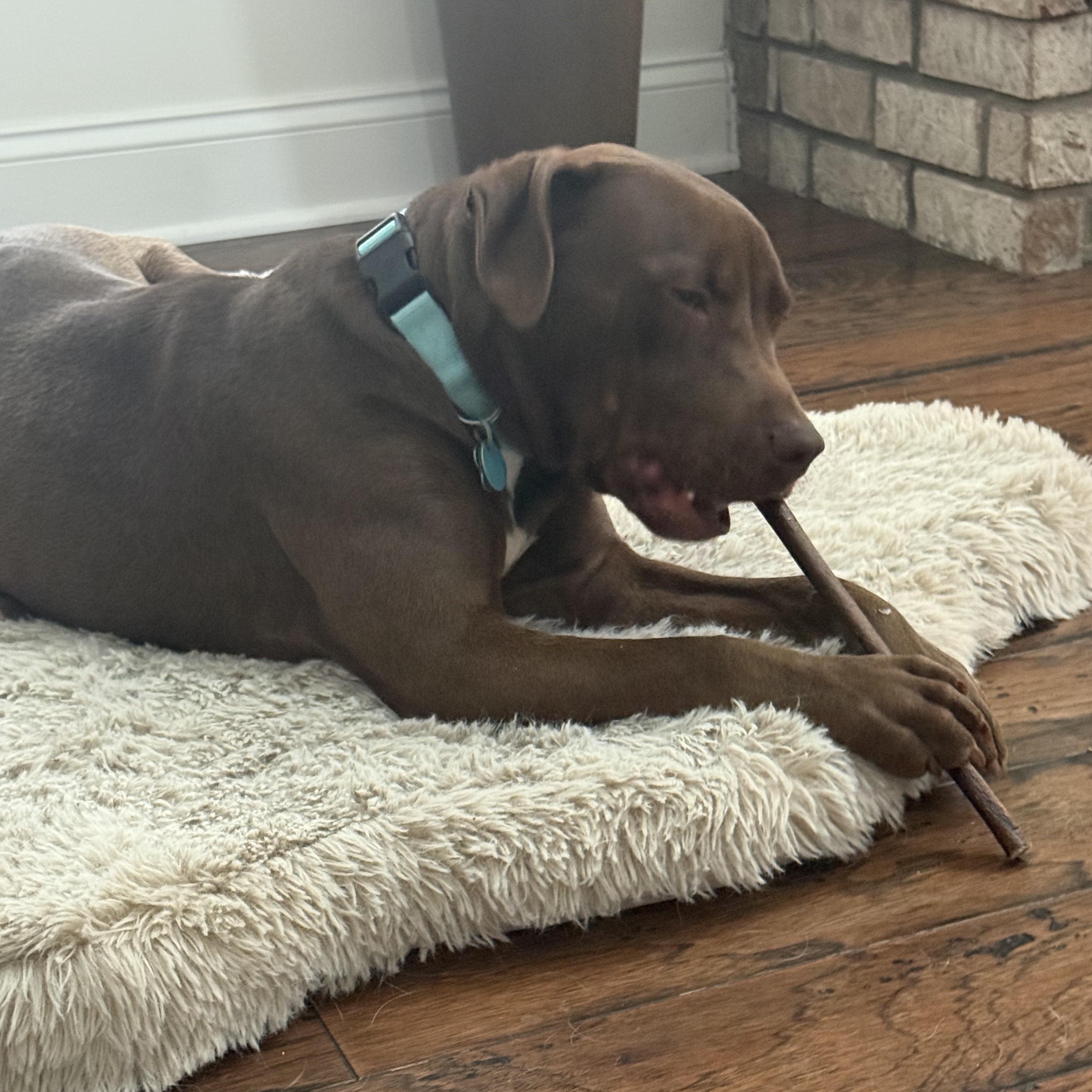 Shane, an adopted mixed breed in Powder Springs, GA image 3/4