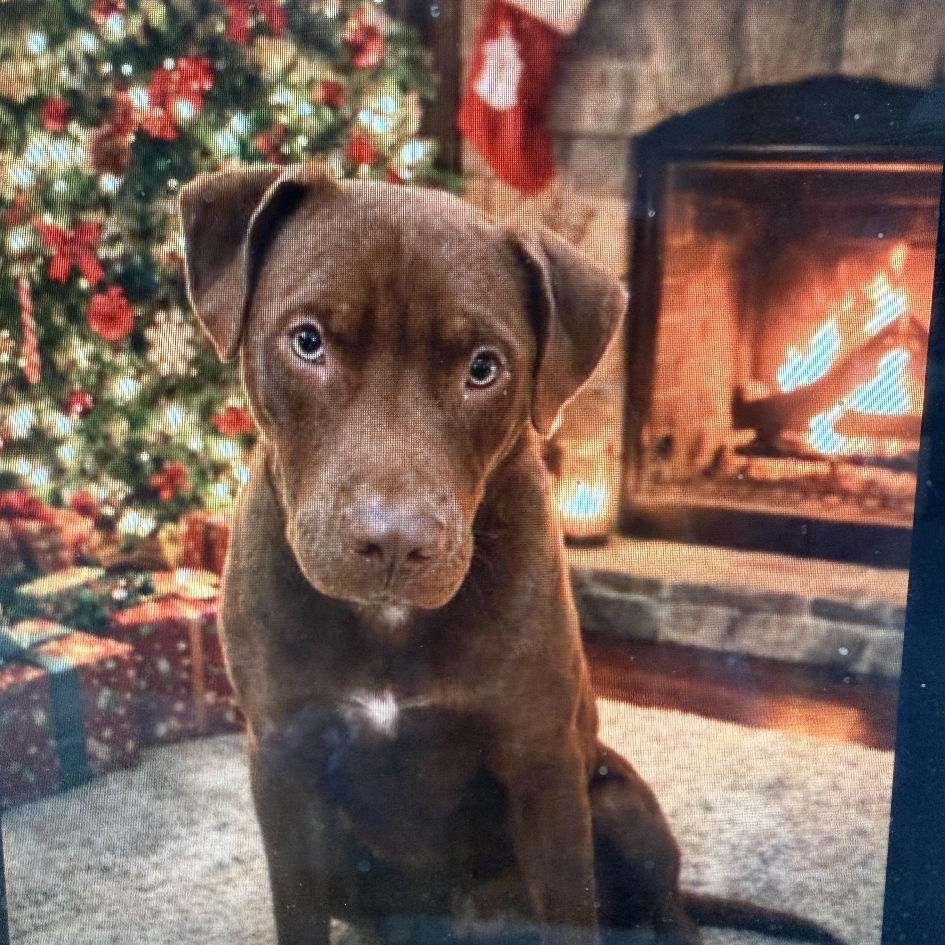 Shane, an adopted mixed breed in Powder Springs, GA image 1/4