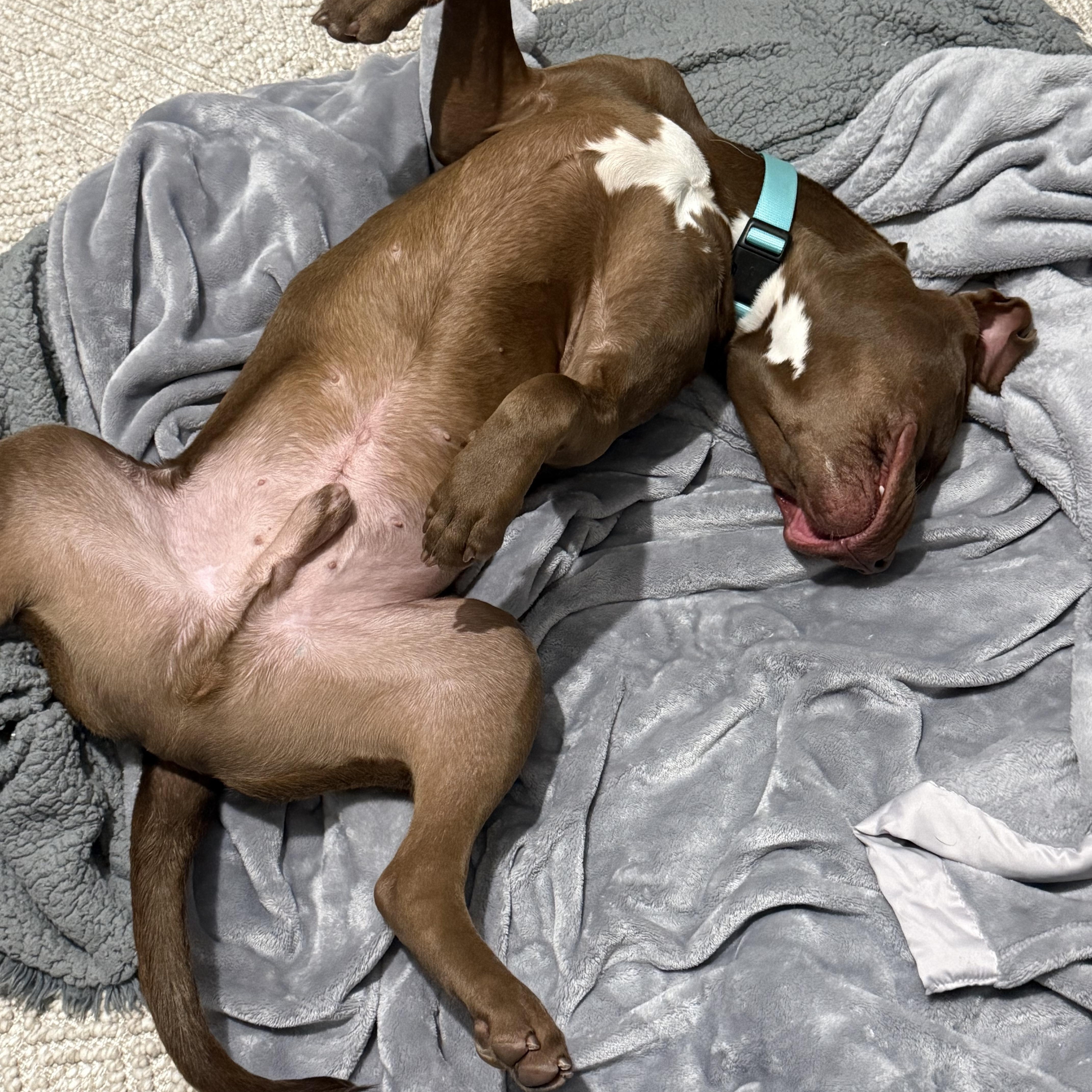 Shane, an adopted mixed breed in Powder Springs, GA image 4/4