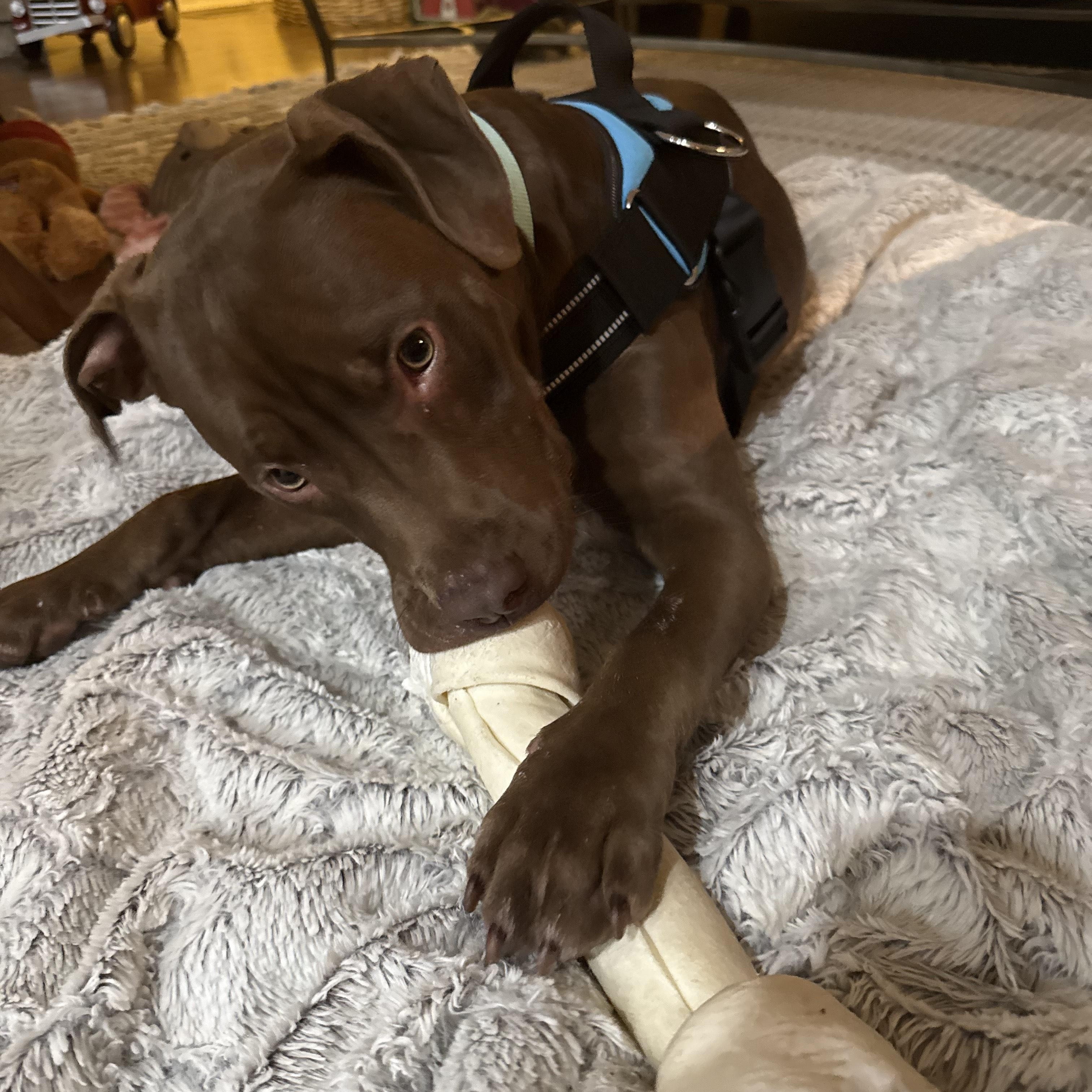 Shane, an adopted mixed breed in Powder Springs, GA image 2/4