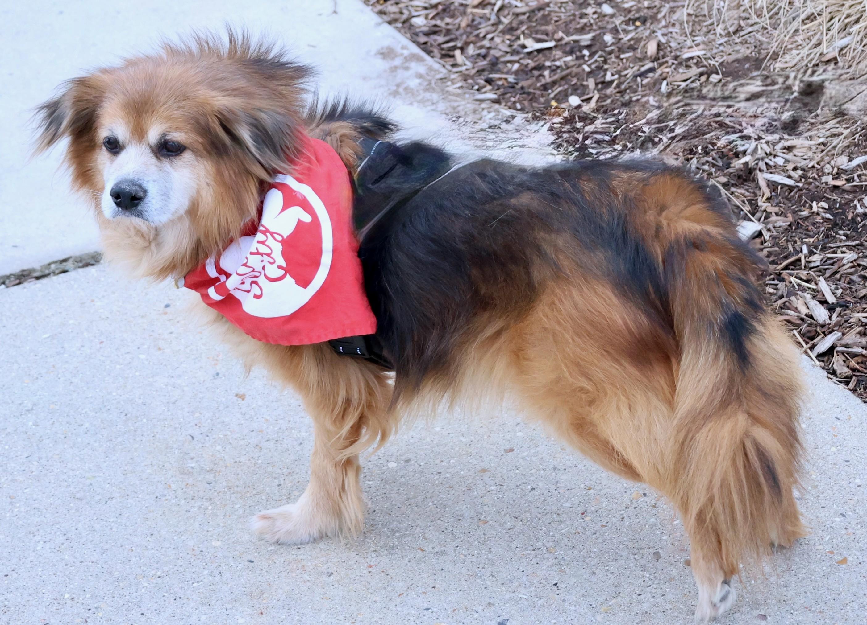Enlarge Diego, an adoptable mixed breed in Palatine, IL image 2/6