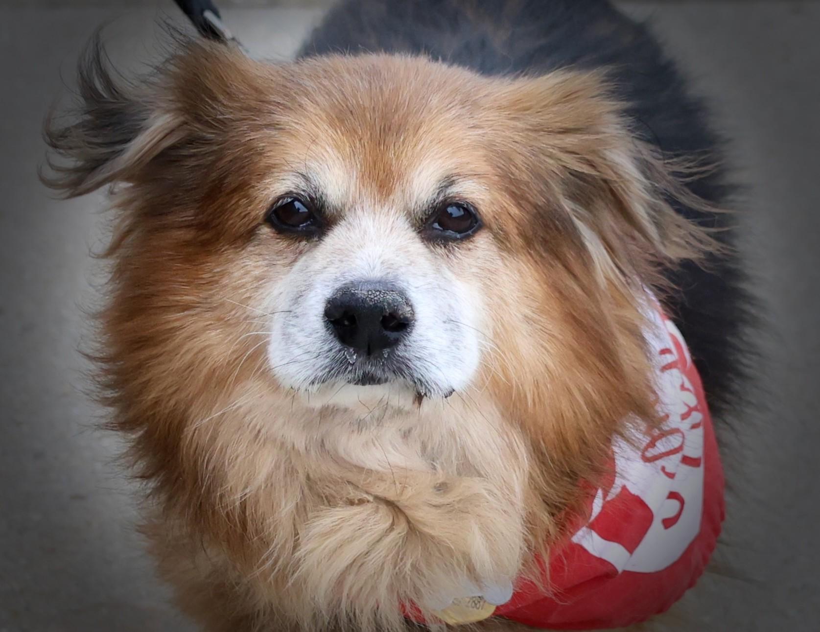 Enlarge Diego, an adoptable mixed breed in Palatine, IL image 1/6