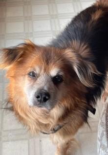 Enlarge Diego, an adoptable mixed breed in Palatine, IL image 5/6