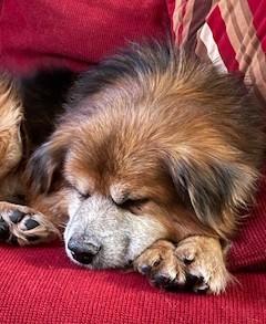 Enlarge Diego, an adoptable mixed breed in Palatine, IL image 6/6