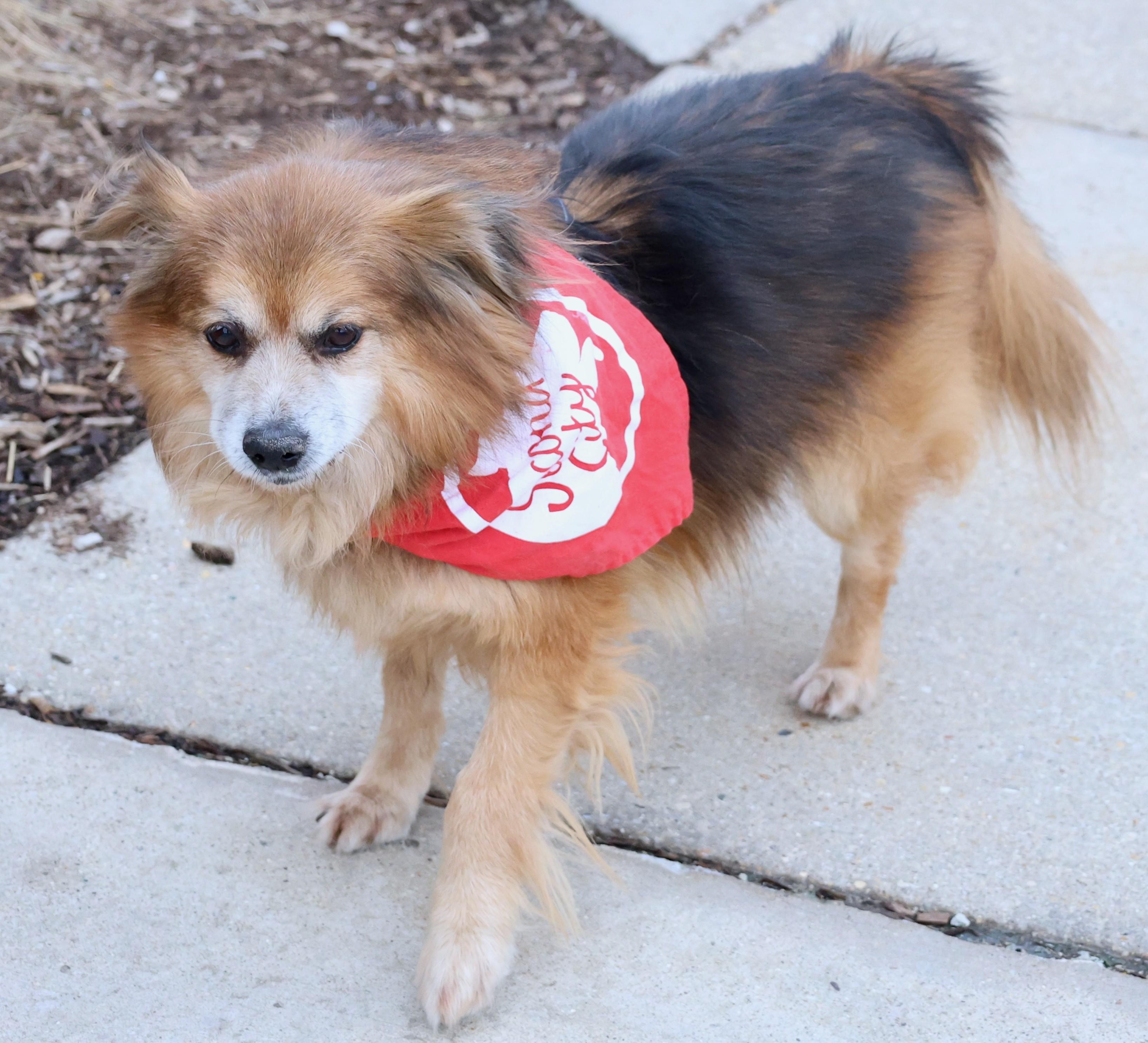 Enlarge Diego, an adoptable mixed breed in Palatine, IL image 4/6