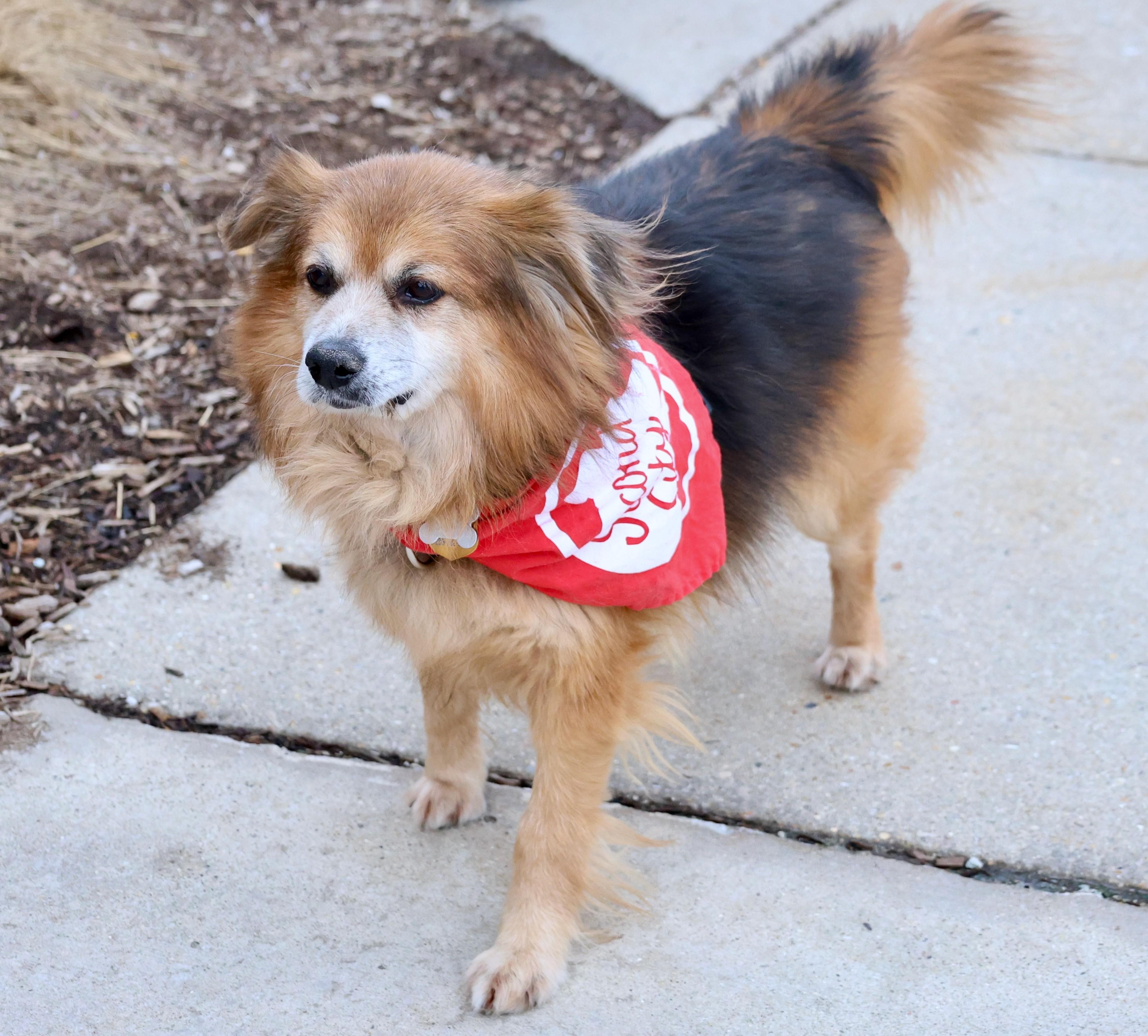 Enlarge Diego, an adoptable mixed breed in Palatine, IL image 3/6