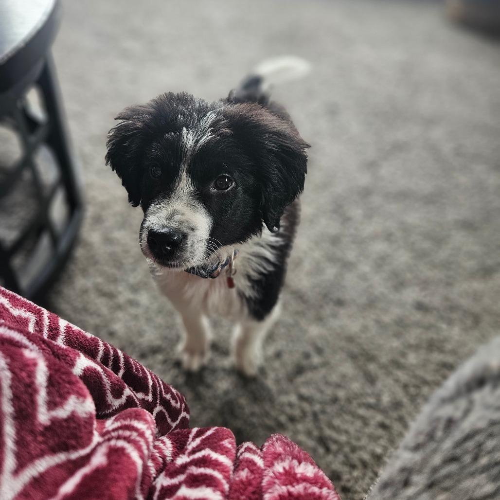 Enlarge Mickey, a Adoptable Border Collie in Tomah, WI image 1/6