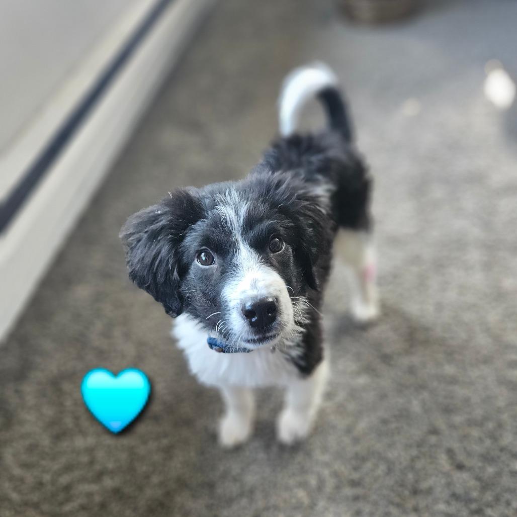 Enlarge Mickey, a Adoptable Border Collie in Tomah, WI image 2/6