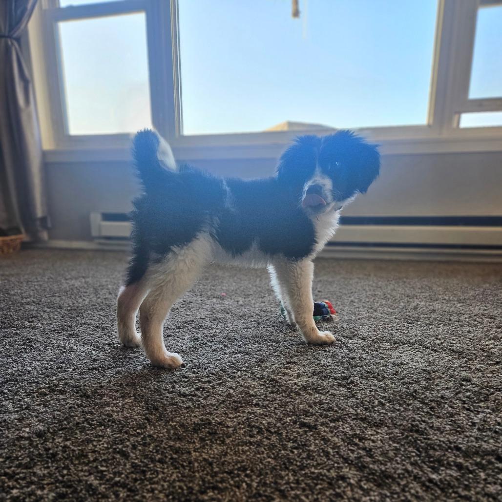 Enlarge Mickey, a Adoptable Border Collie in Tomah, WI image 3/6