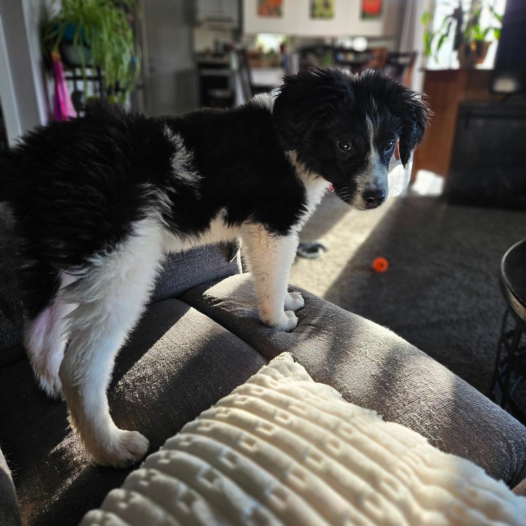 Enlarge Mickey, a Adoptable Border Collie in Tomah, WI image 4/6