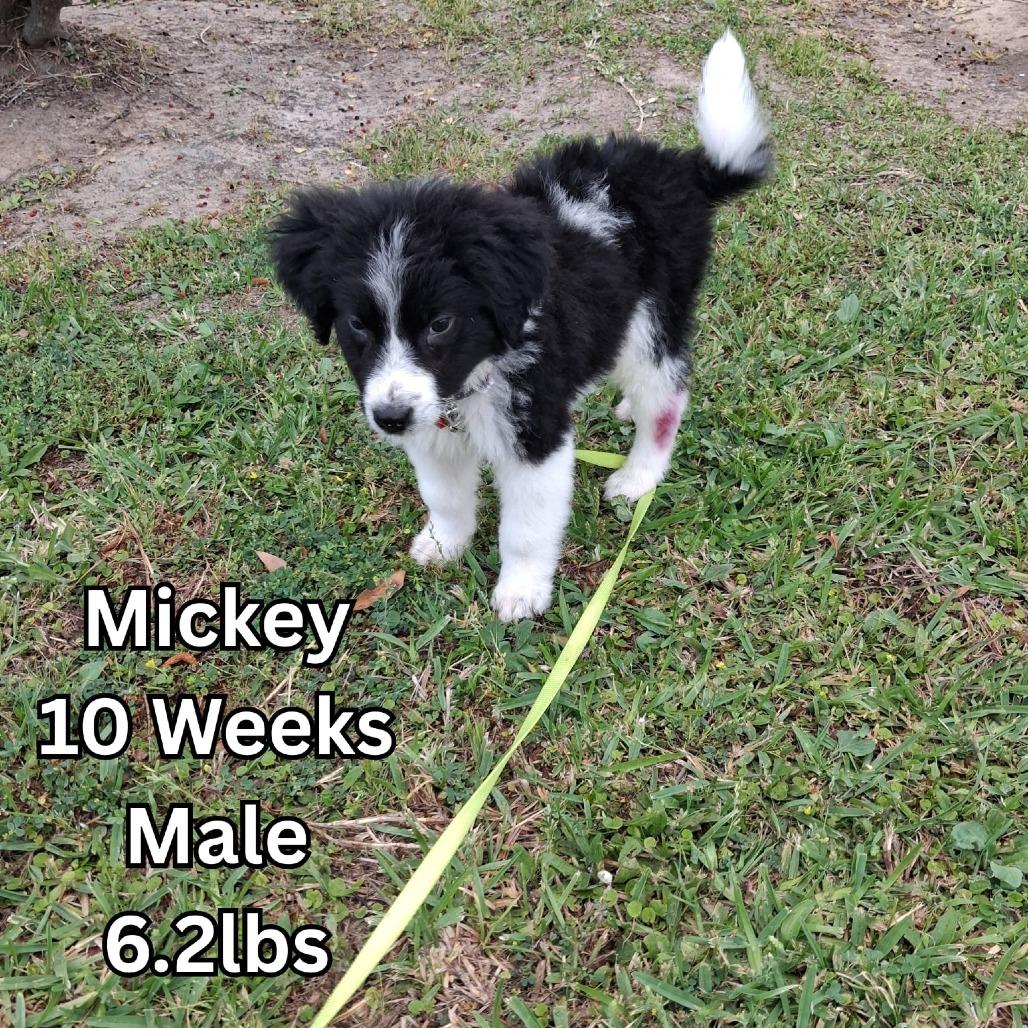 Enlarge Mickey, a Adoptable Border Collie in Tomah, WI image 5/6