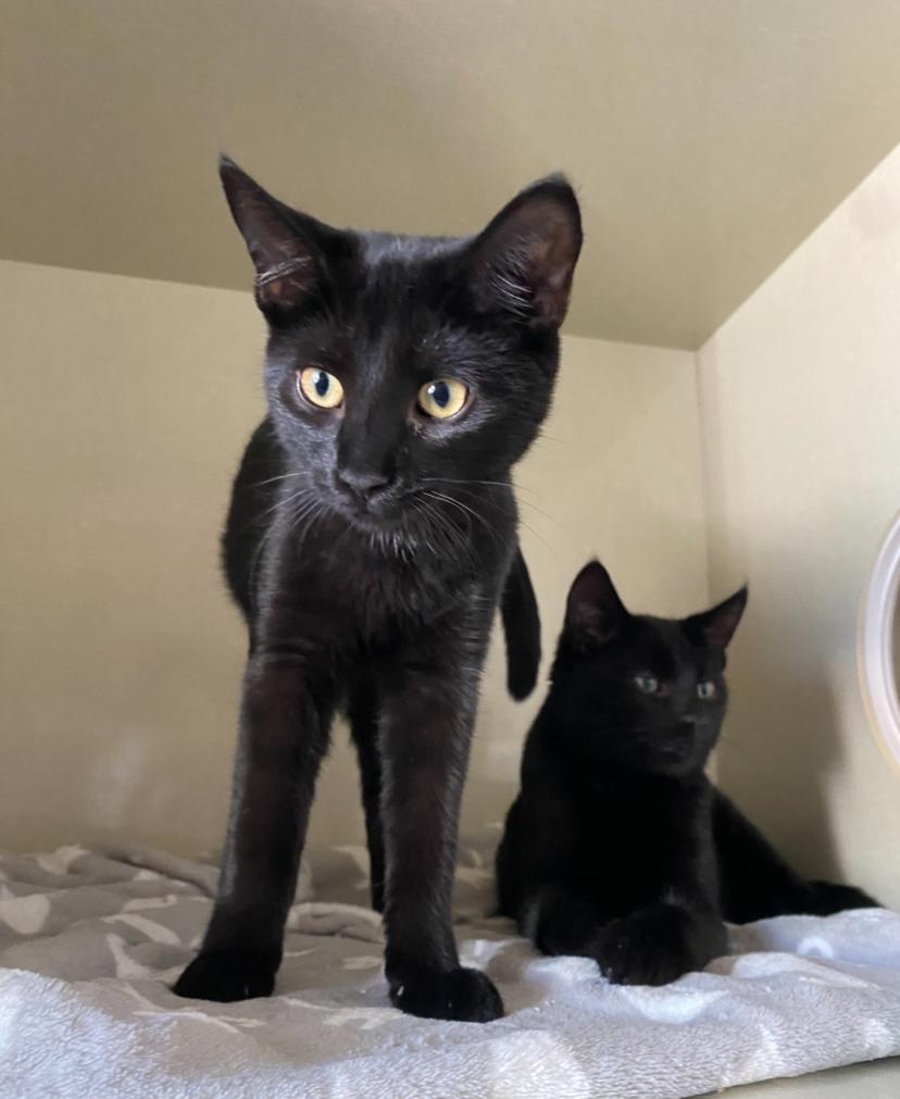 Elijah, Adopted, Young Male Domestic Short Hair.