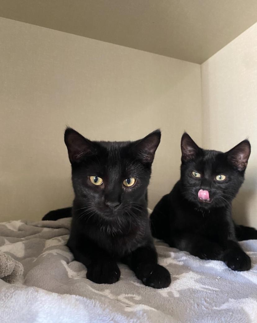 Enlarge Elijah, a Adopted Domestic Short Hair in Waterdown, ON image 2/3