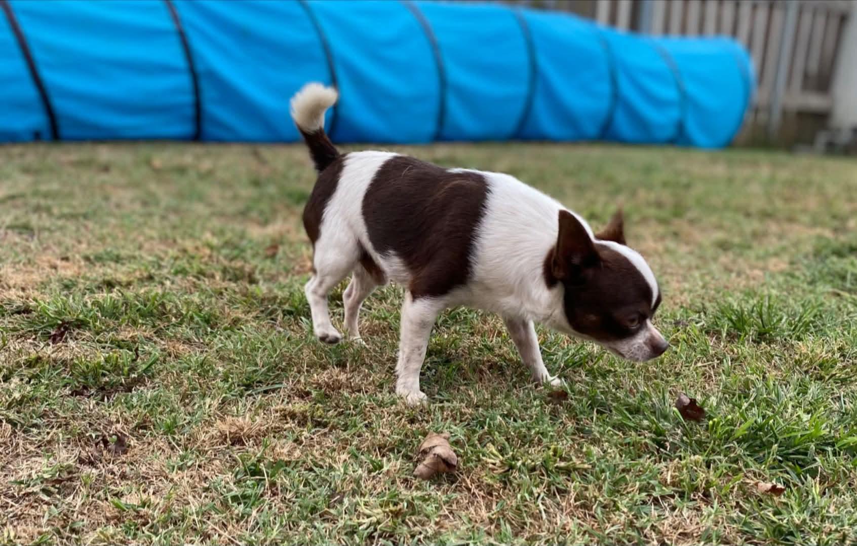 Romeo, adopted, Senior Male Chihuahua.