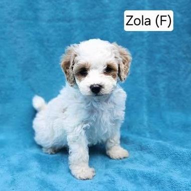 Zola (available after 6/13), adopted, Puppy Female Miniature Poodle.
