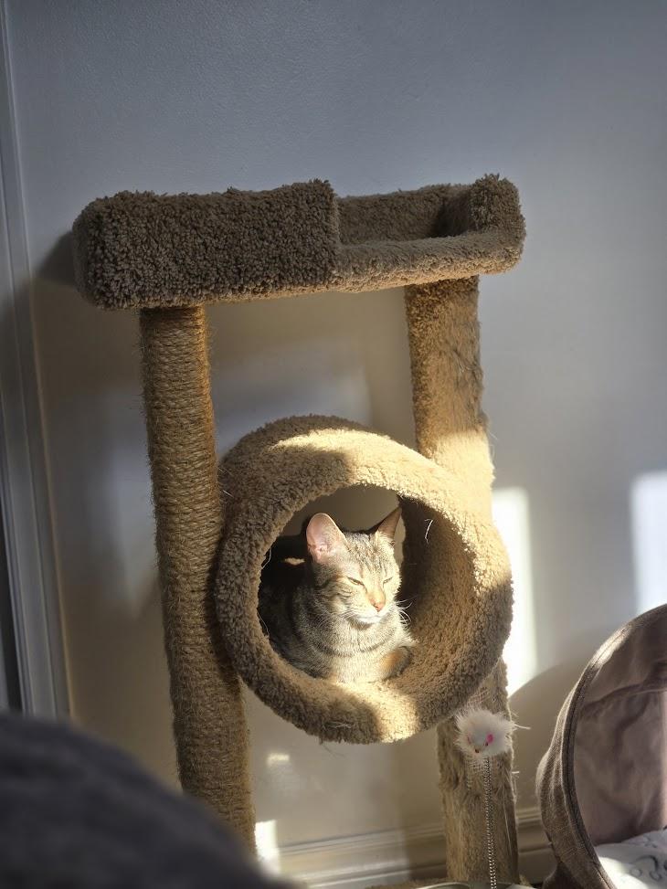 Enlarge Mia, an adopted Tabby in Brantford, ON image 4/6