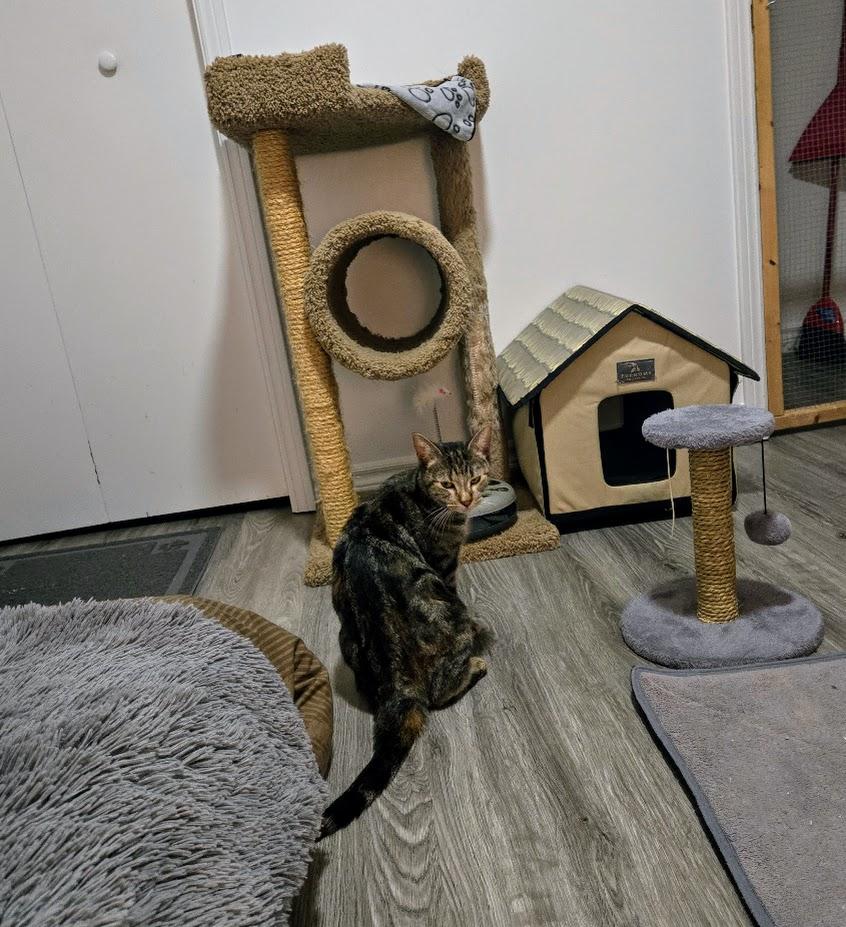 Enlarge Mia, an adopted Tabby in Brantford, ON image 2/6