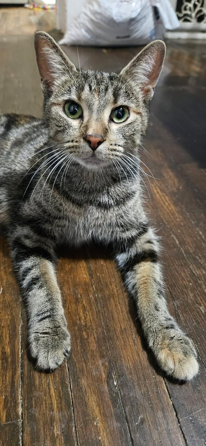 Enlarge Mia, an adopted Tabby in Brantford, ON image 3/6