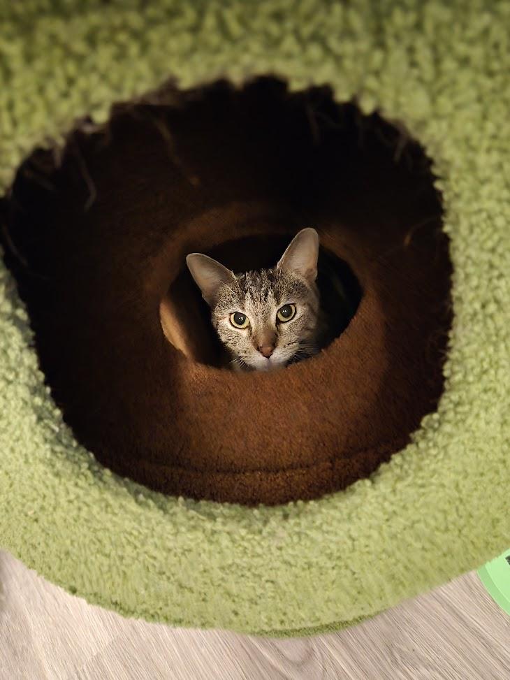 Mia, adopted, Adult Female Tabby.