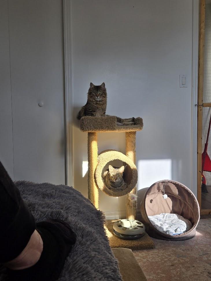 Enlarge Mia, an adopted Tabby in Brantford, ON image 6/6