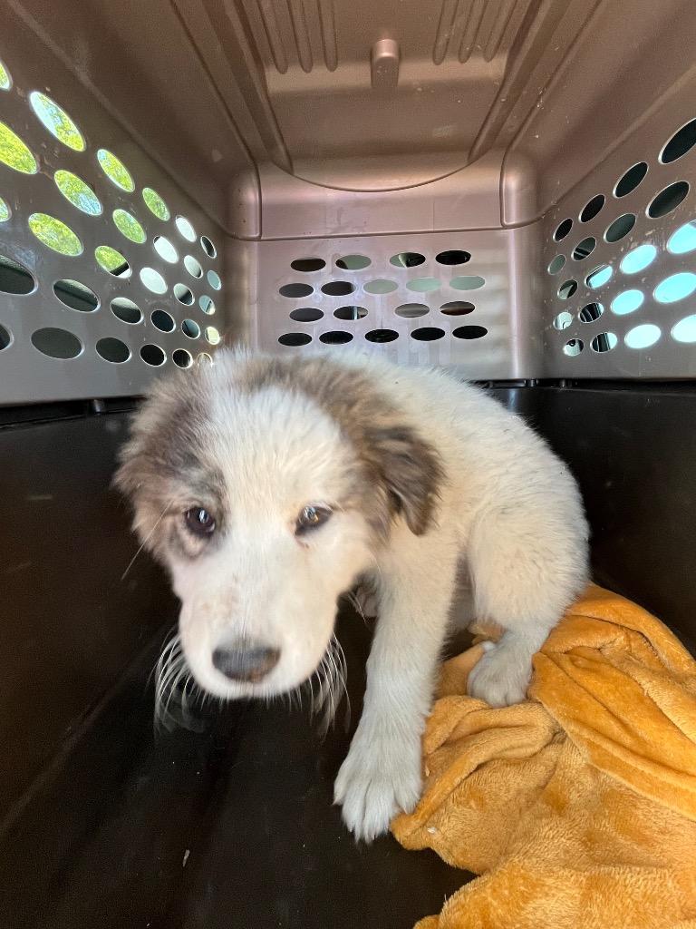 Enlarge Beauty, a Adoptable mixed breed in Mount Gilead, NC image 1/1