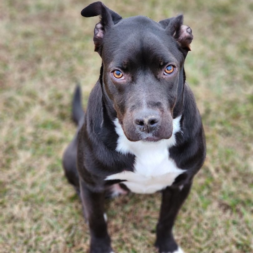 Marlena, a Adoptable mixed breed in Plantsville, CT image 1/5
